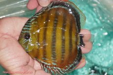 画像3: 【決算セール対象個体】【ワイルドディスカス】【通販】【３年ぶりの入荷】ラーゴクリペア スーパーレッド【個体販売】13-14cm（生体）クリペア産 (3)