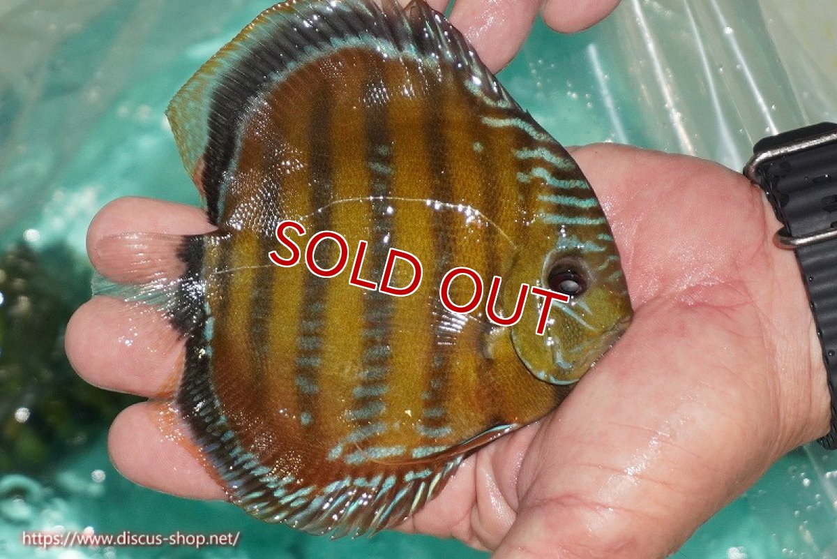 画像4: 【決算セール対象個体】【ワイルドディスカス】【通販】【３年ぶりの入荷】ラーゴクリペア スーパーレッド【個体販売】13-14cm（生体）クリペア産 (4)