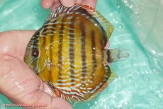 画像1: 【ワイルドディスカス】【通販】【３年ぶりの入荷】ラーゴクリペア スーパーレッド【個体販売】12-13cm（生体）クリペア産 (1)