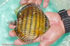 画像2: 【ワイルドディスカス】【通販】【３年ぶりの入荷】ラーゴクリペア スーパーレッド【個体販売】12-13cm（生体）クリペア産 (2)