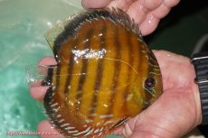 画像3: 【決算セール対象個体】【ワイルドディスカス】【通販】【３年ぶりの入荷】ラーゴクリペア スーパーレッド【個体販売】13-14cm（生体）クリペア産 (3)