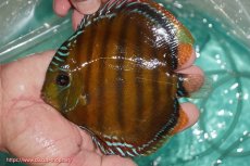 画像1: 【ワイルドディスカス】【通販】【３年ぶりの入荷】ラーゴクリペア スーパーレッド【個体販売】13-14cm（生体）クリペア産 (1)