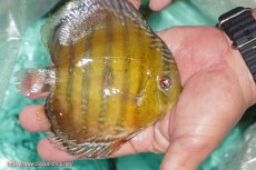 画像3: 【決算セール対象個体】【ワイルドディスカス】【通販】【３年ぶりの入荷】ラーゴクリペア スーパーレッド【個体販売】13-14cm（生体）クリペア産 (3)