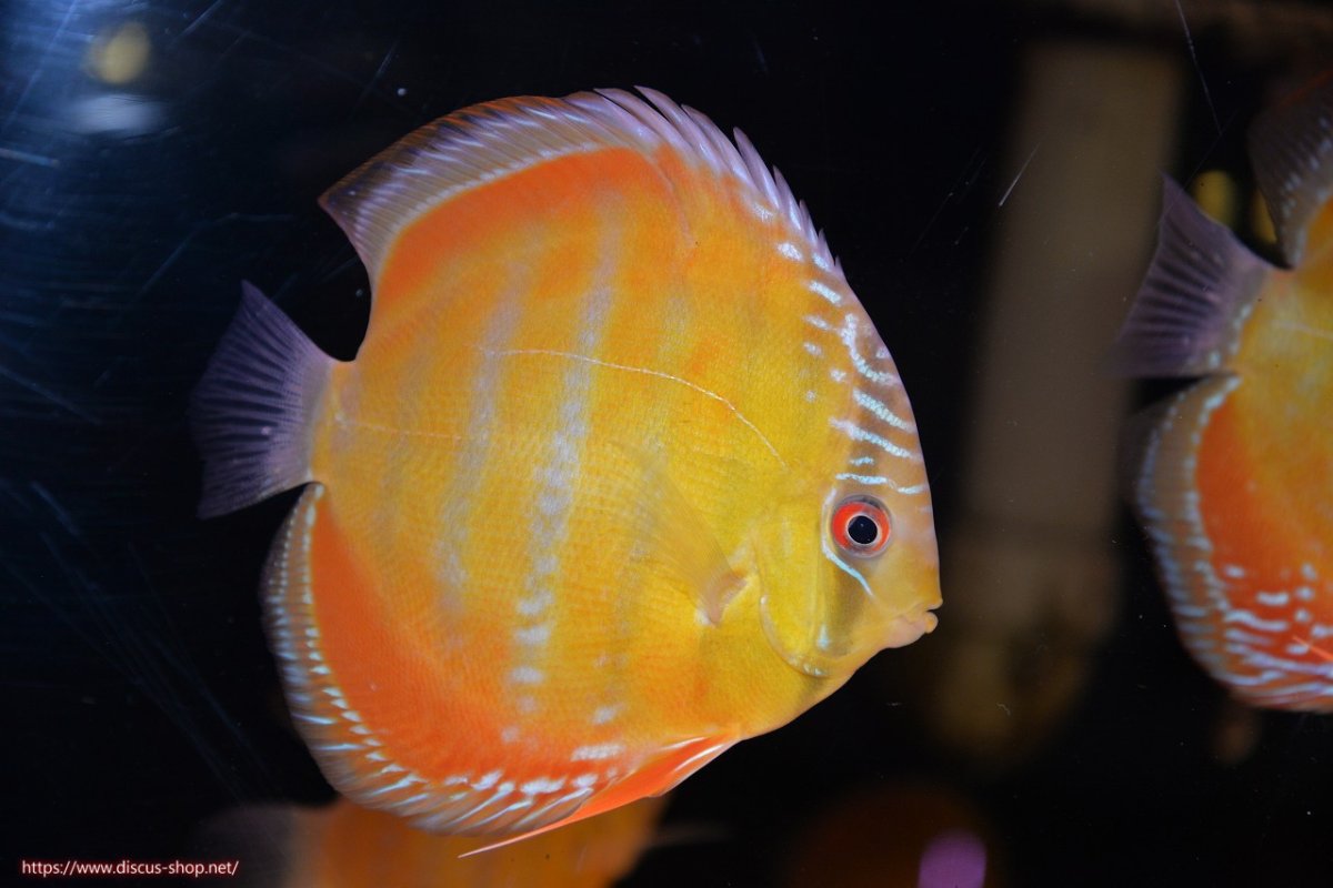 画像1: 【ワイルドディスカス】【通販】【３年ぶりの入荷】ラーゴクリペア スーパーレッド【個体販売】13-14cm（生体）クリペア産 (1)