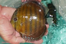 画像1: 【ワイルドディスカス】【通販】【３年ぶりの入荷】ラーゴクリペア スーパーレッド【個体販売】13-14cm（生体）クリペア産 (1)