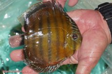 画像2: 【ワイルドディスカス】【通販】【３年ぶりの入荷】ラーゴクリペア スーパーレッド【個体販売】13-14cm（生体）クリペア産 (2)