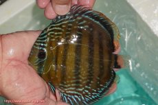 画像3: 【決算セール対象個体】【ワイルドディスカス】【通販】【３年ぶりの入荷】ラーゴクリペア スーパーレッド【個体販売】12-13cm（生体）クリペア産 (3)