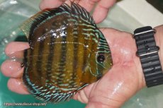 画像4: 【決算セール対象個体】【ワイルドディスカス】【通販】【３年ぶりの入荷】ラーゴクリペア スーパーレッド【個体販売】12-13cm（生体）クリペア産 (4)