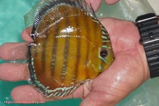 画像3: 【決算セール対象個体】【ワイルドディスカス】【通販】【３年ぶりの入荷】ラーゴクリペア スーパーレッド【個体販売】12-13cm（生体）クリペア産 (3)