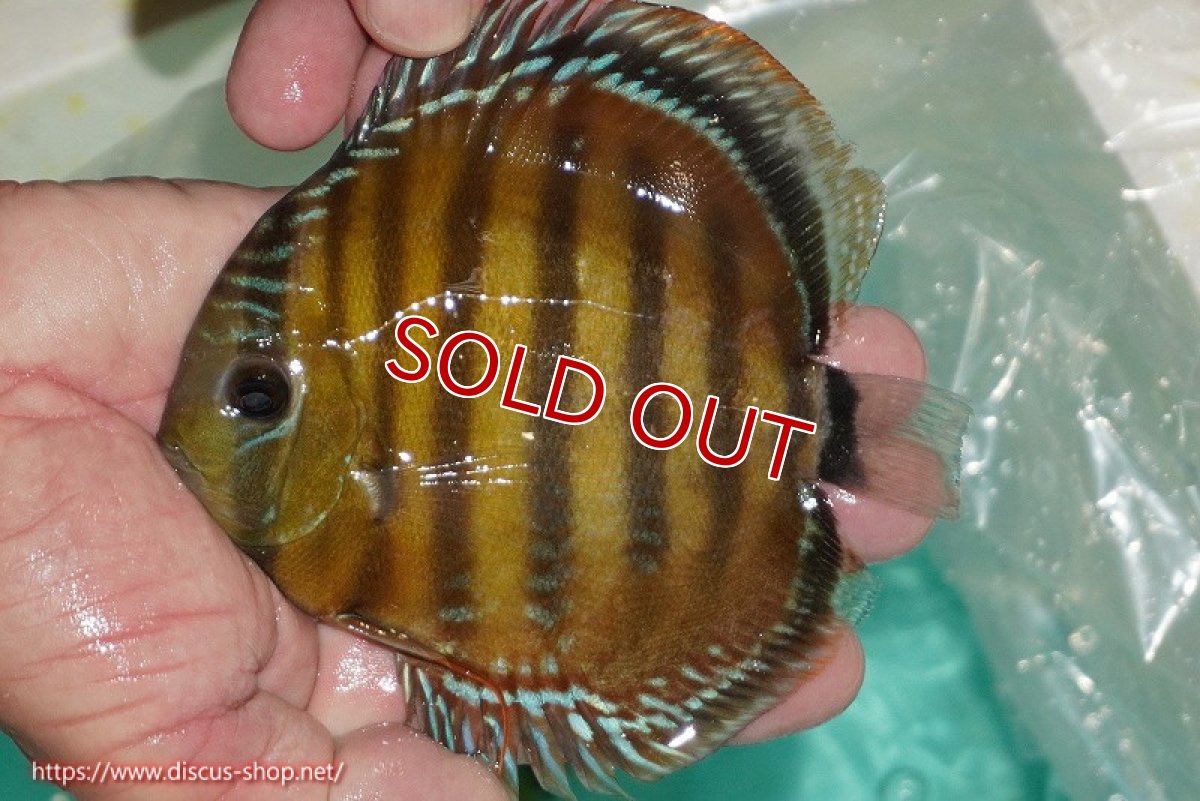 画像1: 【除夜の鐘48000円】【ワイルドディスカス】【通販】【３年ぶりの入荷】ラーゴクリペア スーパーレッド【個体販売】12-13cm（生体）クリペア産 (1)