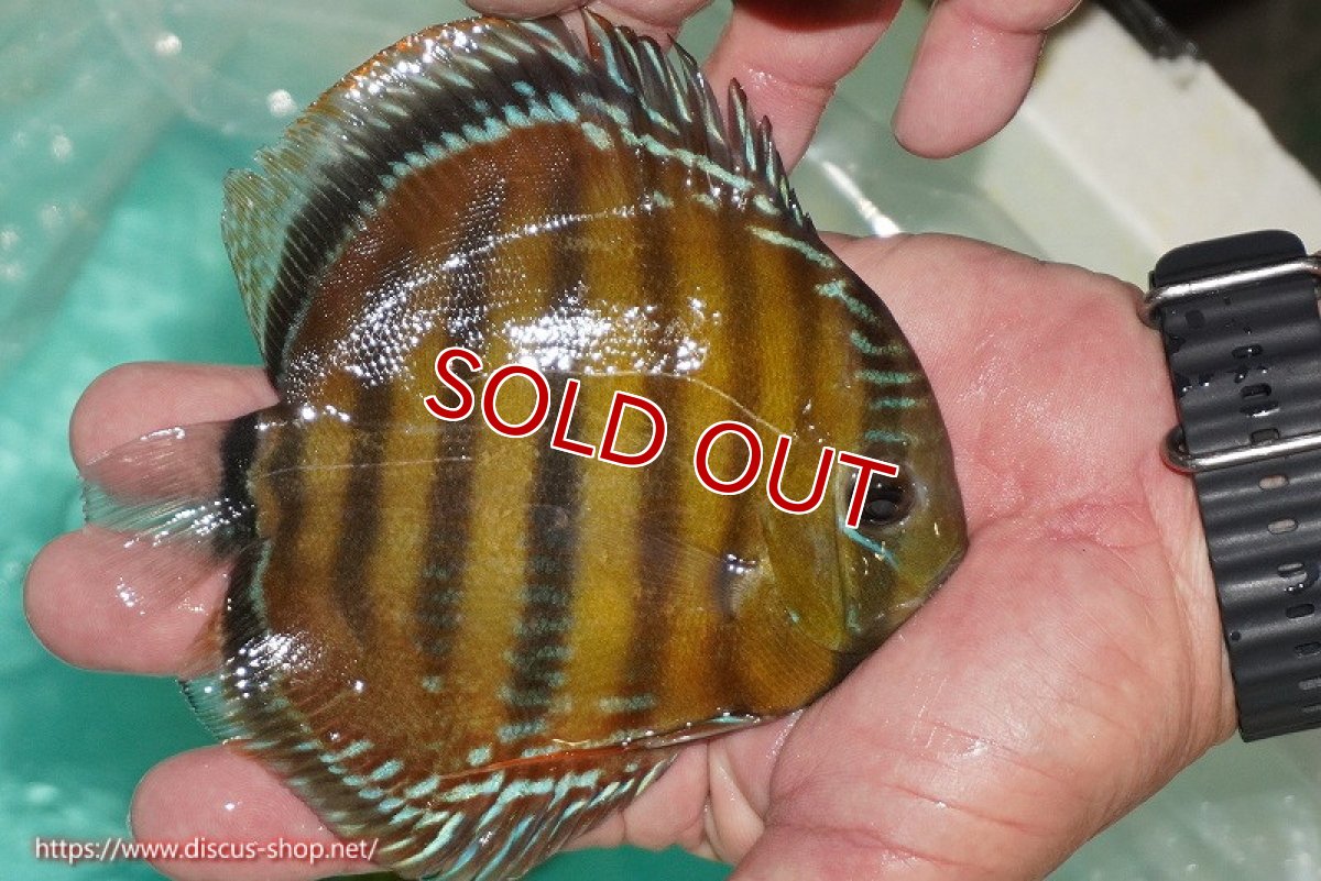 画像2: 【除夜の鐘48000円】【ワイルドディスカス】【通販】【３年ぶりの入荷】ラーゴクリペア スーパーレッド【個体販売】12-13cm（生体）クリペア産 (2)