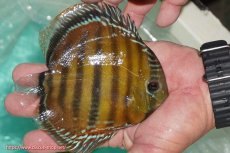 画像2: 【ワイルドディスカス】【通販】【３年ぶりの入荷】ラーゴクリペア スーパーレッド【個体販売】12-13cm（生体）クリペア産 (2)