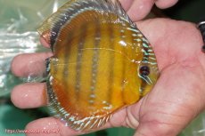 画像2: 【ワイルドディスカス】【通販】【３年ぶりの入荷】ラーゴクリペア スーパーレッド【個体販売】12-13cm（生体）クリペア産 (2)