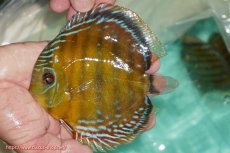 画像1: 【ワイルドディスカス】【通販】【３年ぶりの入荷】ラーゴクリペア スーパーレッド【個体販売】12-13cm（生体）クリペア産 (1)