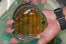 画像2: 【ワイルドディスカス】【通販】【３年ぶりの入荷】ラーゴクリペア スーパーレッド【個体販売】12-13cm（生体）クリペア産 (2)