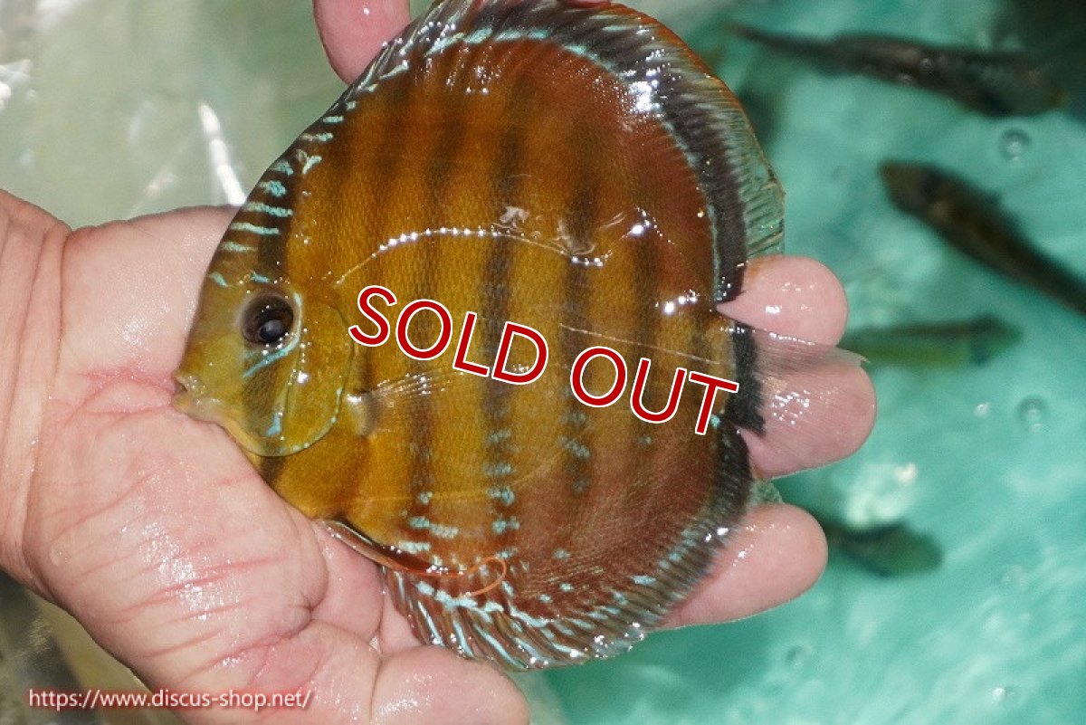 画像1: 【除夜の鐘48000円】【ワイルドディスカス】【通販】【３年ぶりの入荷】ラーゴクリペア スーパーレッド【個体販売】12-13cm（生体）クリペア産 (1)