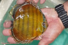 画像2: 【ワイルドディスカス】【通販】【３年ぶりの入荷】ラーゴクリペア スーパーレッド【個体販売】12-13cm（生体）クリペア産 (2)