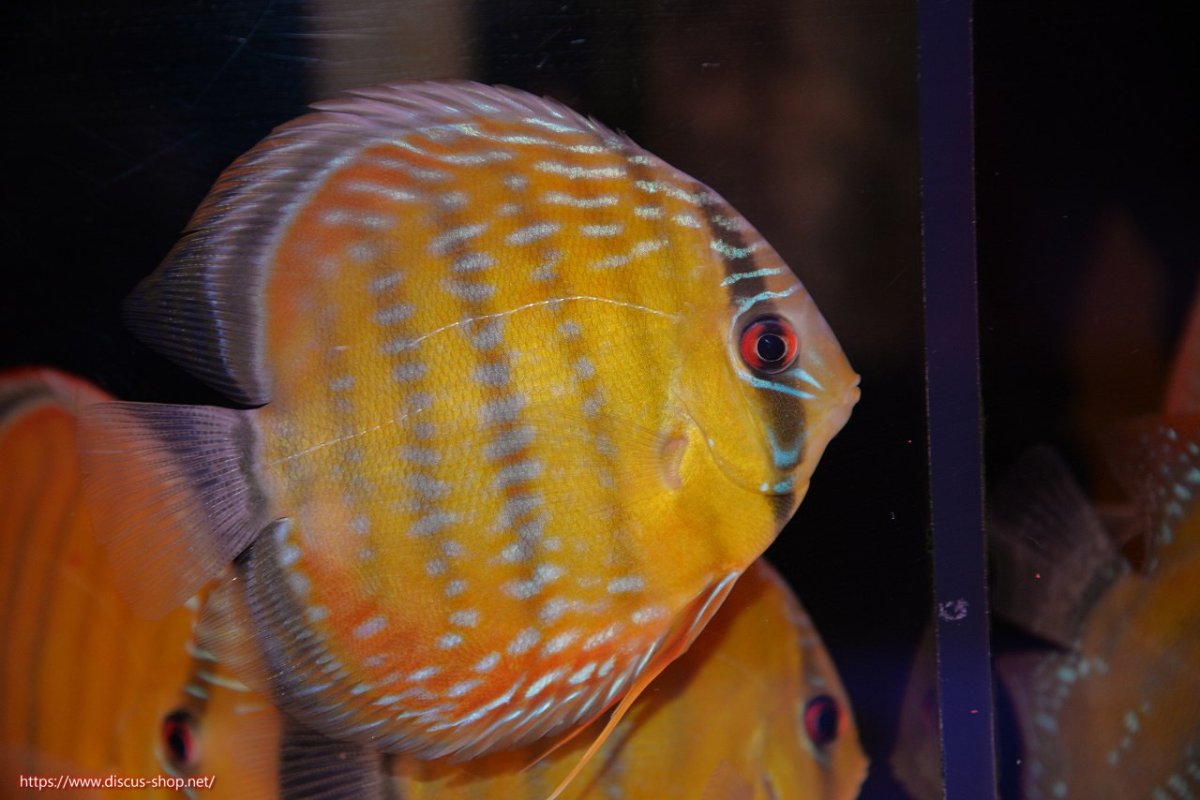 画像1: 【ワイルドディスカス】【通販】【３年ぶりの入荷】ラーゴクリペア スーパーレッド【個体販売】12-13cm（生体）クリペア産 (1)