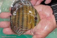 画像4: 【ワイルドディスカス】【通販】【３年ぶりの入荷】ラーゴクリペア スーパーレッド【個体販売】12-13cm（生体）クリペア産 (4)