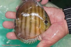 画像2: 【ワイルドディスカス】【通販】【３年ぶりの入荷】ラーゴクリペア スーパーレッド【個体販売】12-13cm（生体）クリペア産 (2)