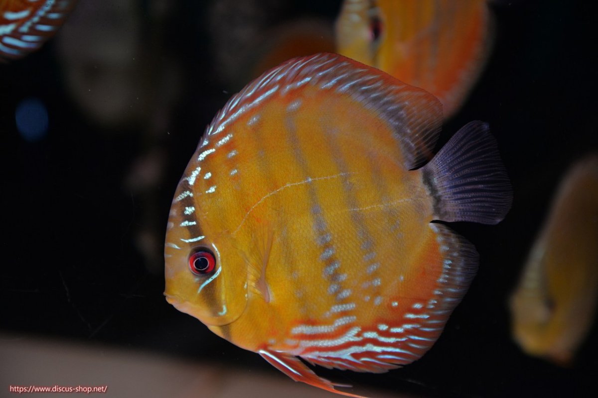 画像1: 【ワイルドディスカス】【通販】【３年ぶりの入荷】ラーゴクリペア スーパーレッド【個体販売】12-13cm（生体）クリペア産 (1)