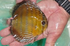 画像2: 【ワイルドディスカス】【通販】【３年ぶりの入荷】ラーゴクリペア スーパーレッド【個体販売】12-13cm（生体）クリペア産 (2)