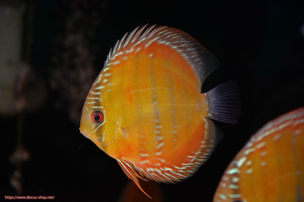 画像1: 【ワイルドディスカス】【通販】【３年ぶりの入荷】ラーゴクリペア スーパーレッド【個体販売】12-13cm（生体）クリペア産 (1)