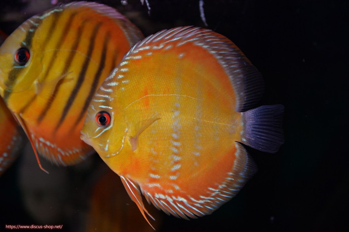 画像2: 【ワイルドディスカス】【通販】【３年ぶりの入荷】ラーゴクリペア スーパーレッド【個体販売】12-13cm（生体）クリペア産 (2)