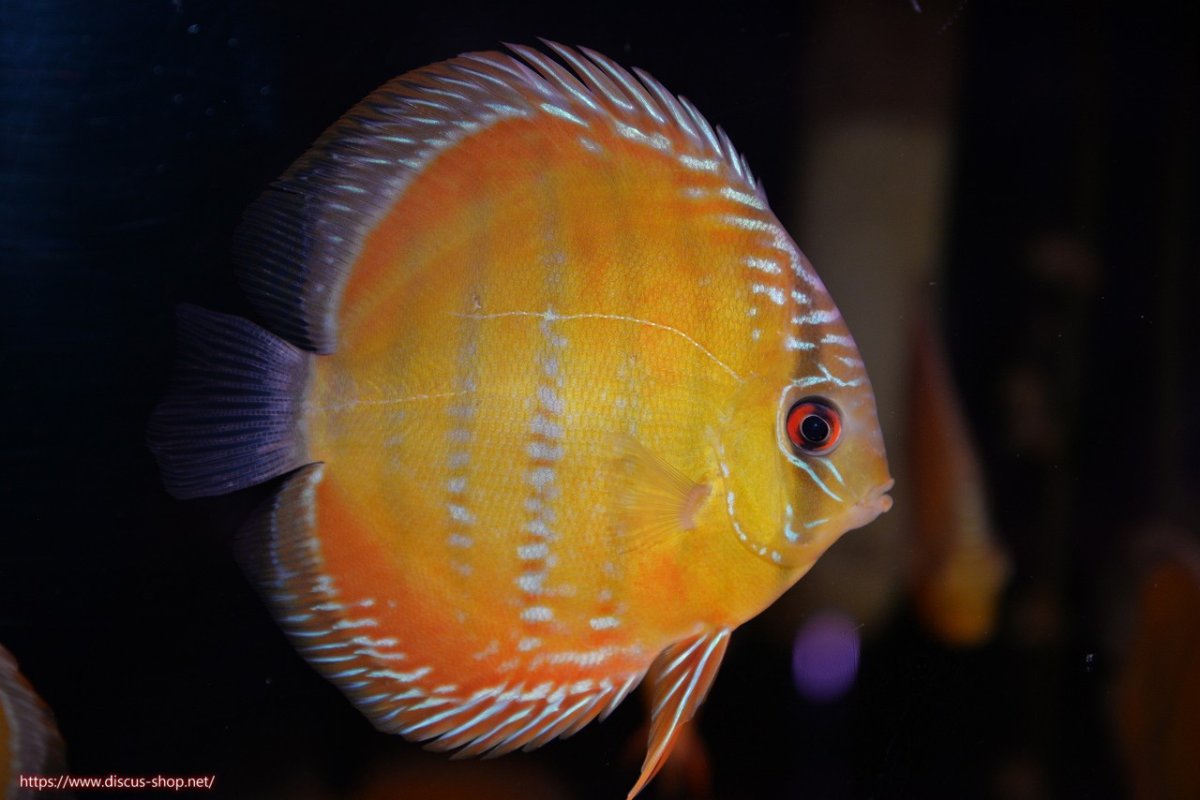 画像3: 【ワイルドディスカス】【通販】【３年ぶりの入荷】ラーゴクリペア スーパーレッド【個体販売】12-13cm（生体）クリペア産 (3)