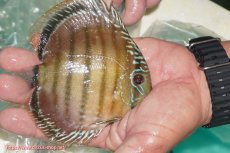 画像4: 【ワイルドディスカス】【通販】【３年ぶりの入荷】ラーゴクリペア スーパーレッド【個体販売】12-13cm（生体）クリペア産 (4)