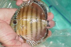 画像5: 【ワイルドディスカス】【通販】【３年ぶりの入荷】ラーゴクリペア スーパーレッド【個体販売】12-13cm（生体）クリペア産 (5)