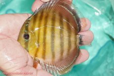 画像1: 【ワイルドディスカス】【通販】【３年ぶりの入荷】ラーゴクリペア スーパーレッド【個体販売】12-13cm（生体）クリペア産 (1)