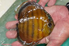 画像3: 【決算セール対象個体】【ワイルドディスカス】【通販】【３年ぶりの入荷】ラーゴクリペア スーパーレッド【個体販売】12-13cm（生体）クリペア産 (3)