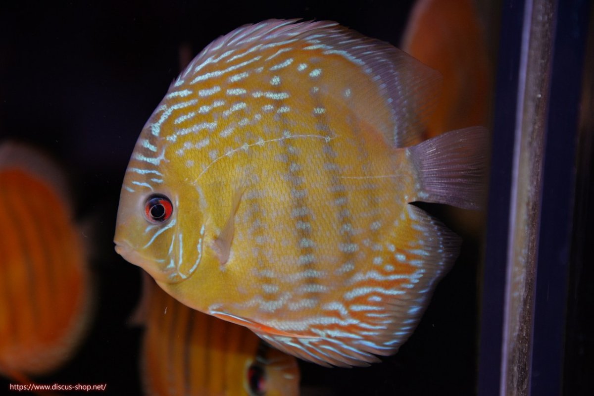 画像1: 【ワイルドディスカス】【通販】【３年ぶりの入荷】ラーゴクリペア スーパーレッド【個体販売】12-13cm（生体）クリペア産 (1)