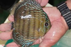 画像2: 【ワイルドディスカス】【通販】【３年ぶりの入荷】ラーゴクリペア スーパーレッド【個体販売】12-13cm（生体）クリペア産 (2)