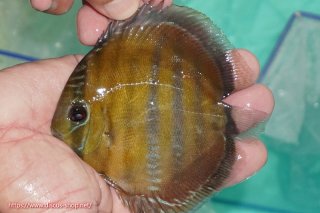 ワイルドディスカスの全商品一覧 ペットバルーンEX ワイルドディスカス