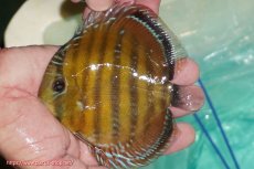 画像1: 【ワイルドディスカス】【通販】【３年ぶりの入荷】ラーゴクリペア スーパーレッド【個体販売】12-13cm（生体）クリペア産 (1)