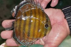 画像3: 【決算セール対象個体】【ワイルドディスカス】【通販】【３年ぶりの入荷】ラーゴクリペア スーパーレッド【個体販売】12-13cm（生体）クリペア産 (3)