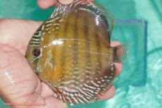 画像1: 【ワイルドディスカス】【通販】【３年ぶりの入荷】ラーゴクリペア スーパーレッド【個体販売】12-13cm（生体）クリペア産 (1)