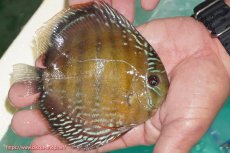 画像3: 【決算セール対象個体】【ワイルドディスカス】【通販】【３年ぶりの入荷】ラーゴクリペア スーパーレッド【個体販売】12-13cm（生体）クリペア産 (3)