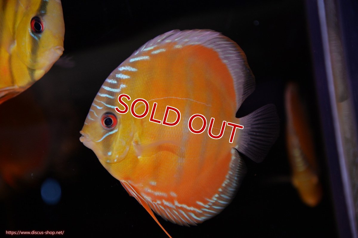 画像1: 【決算セール対象個体】【ワイルドディスカス】【通販】【３年ぶりの入荷】ラーゴクリペア スーパーレッド【個体販売】12-13cm（生体）クリペア産 (1)