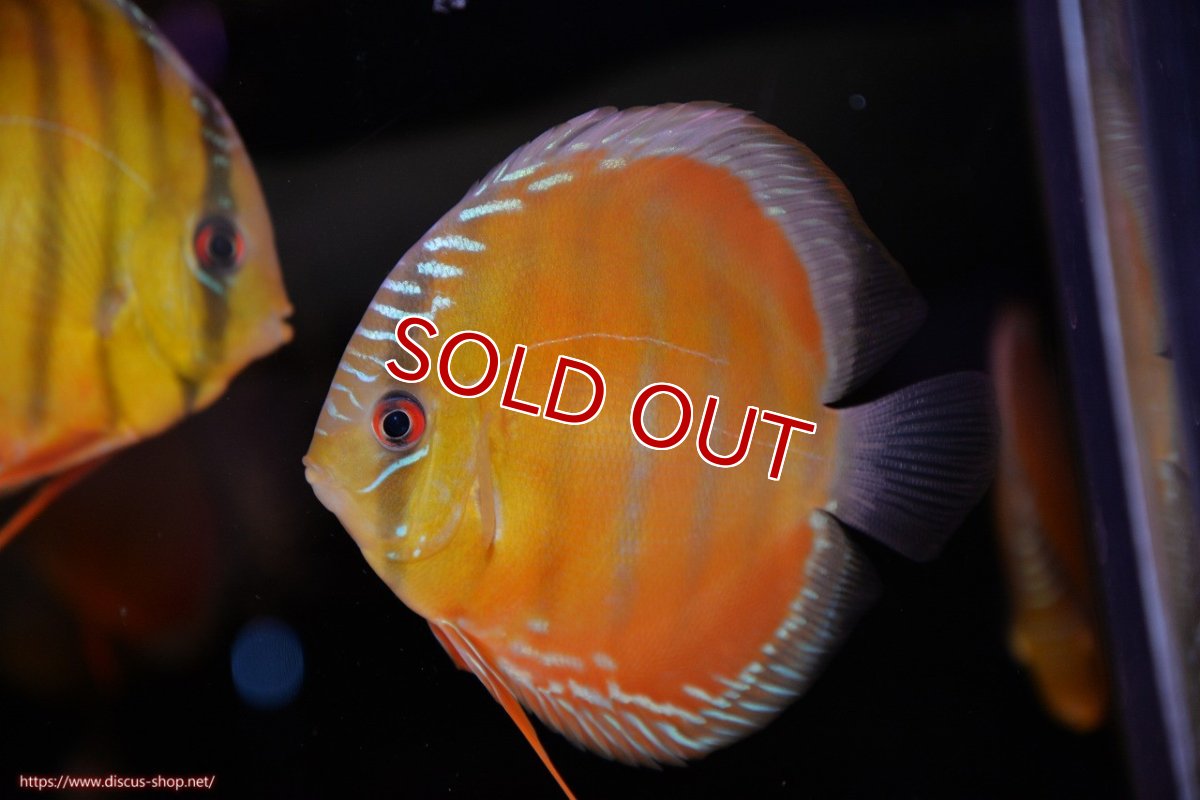 画像2: 【決算セール対象個体】【ワイルドディスカス】【通販】【３年ぶりの入荷】ラーゴクリペア スーパーレッド【個体販売】12-13cm（生体）クリペア産 (2)