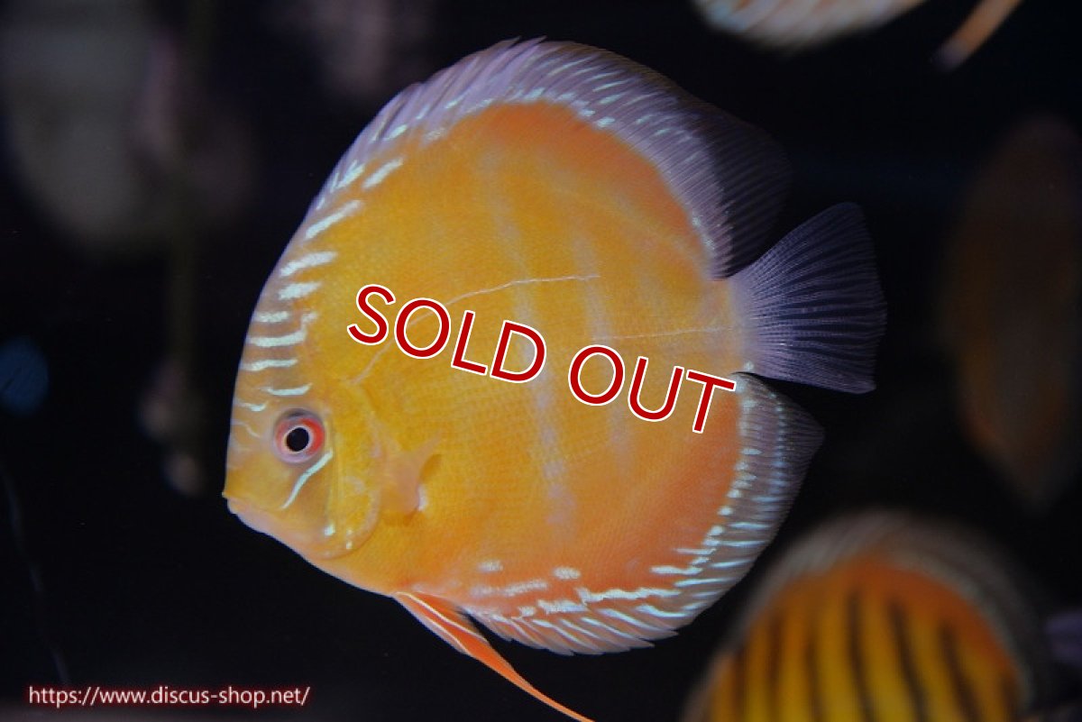 画像3: 【決算セール対象個体】【ワイルドディスカス】【通販】【３年ぶりの入荷】ラーゴクリペア スーパーレッド【個体販売】12-13cm（生体）クリペア産 (3)