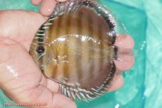 画像3: 【決算セール対象個体】【ワイルドディスカス】【通販】【３年ぶりの入荷】ラーゴクリペア スーパーレッド【個体販売】12-13cm（生体）クリペア産 (3)