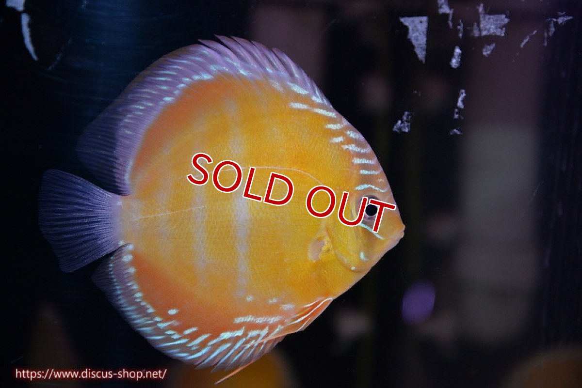 画像4: 【決算セール対象個体】【ワイルドディスカス】【通販】【３年ぶりの入荷】ラーゴクリペア スーパーレッド【個体販売】12-13cm（生体）クリペア産 (4)