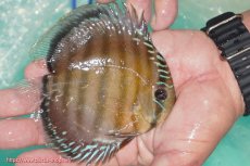 画像4: 【決算セール対象個体】【ワイルドディスカス】【通販】【３年ぶりの入荷】ラーゴクリペア スーパーレッド【個体販売】12-13cm（生体）クリペア産 (4)