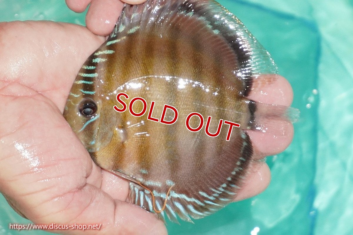 画像5: 【決算セール対象個体】【ワイルドディスカス】【通販】【３年ぶりの入荷】ラーゴクリペア スーパーレッド【個体販売】12-13cm（生体）クリペア産 (5)