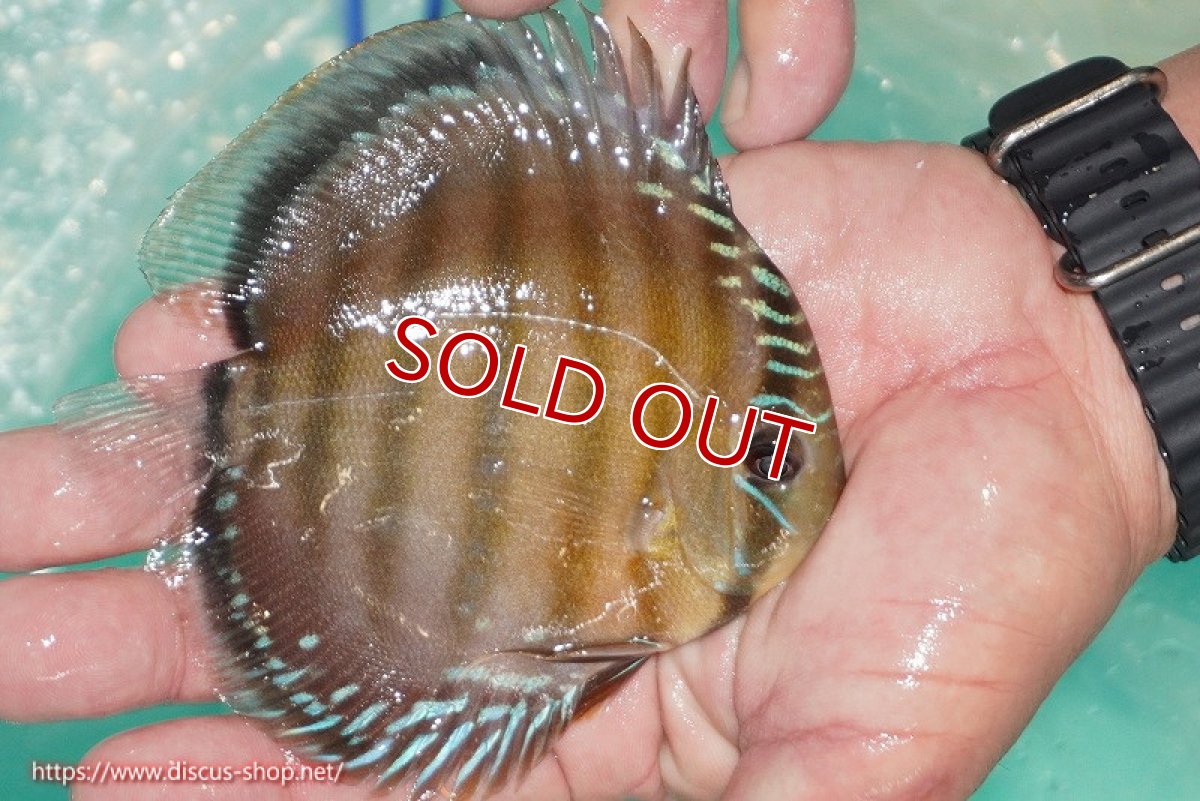 画像6: 【決算セール対象個体】【ワイルドディスカス】【通販】【３年ぶりの入荷】ラーゴクリペア スーパーレッド【個体販売】12-13cm（生体）クリペア産 (6)