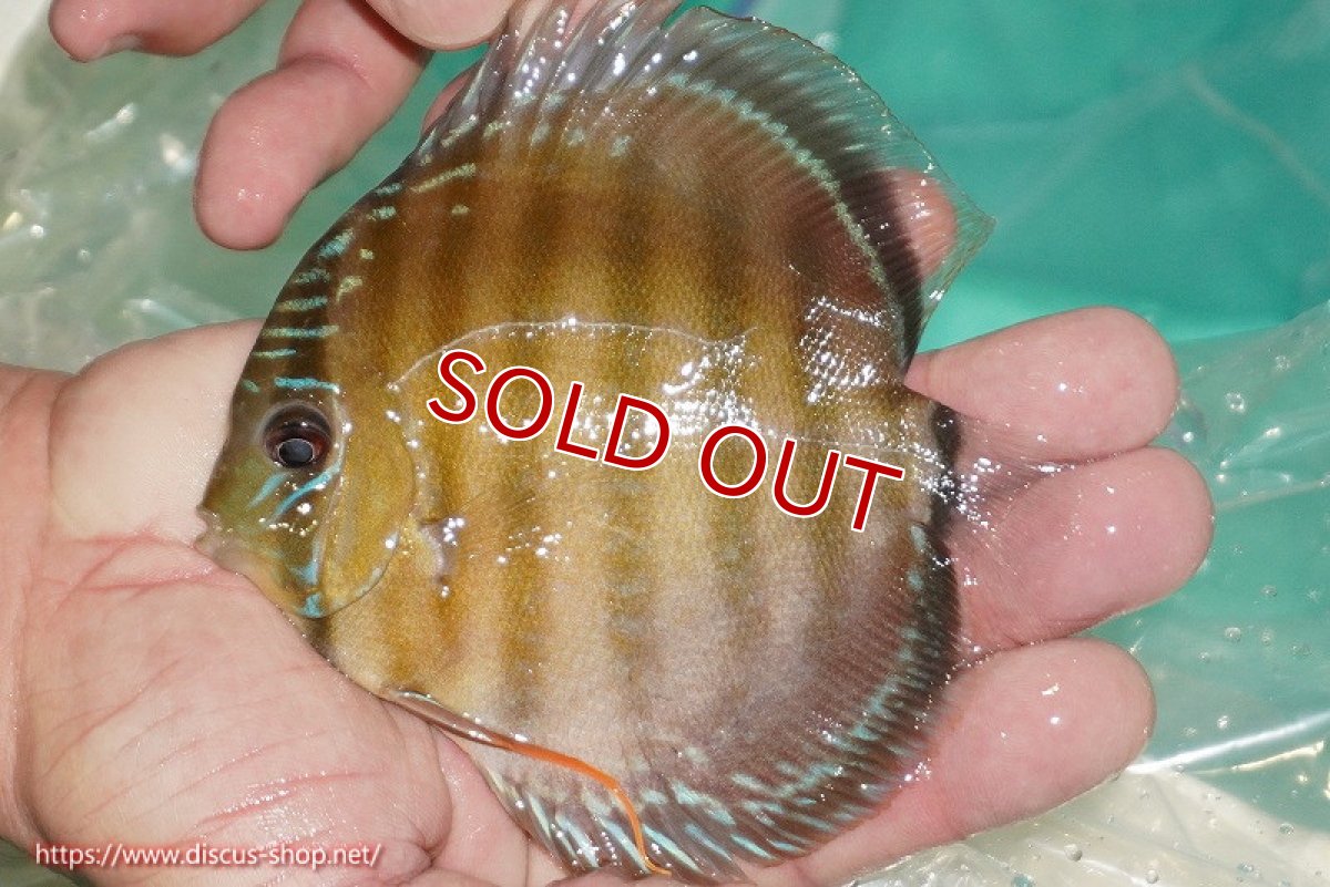 画像1: 【除夜の鐘38000円】【ワイルドディスカス】【通販】【３年ぶりの入荷】ラーゴクリペア スーパーレッド【個体販売】12-13cm（生体）クリペア産 (1)