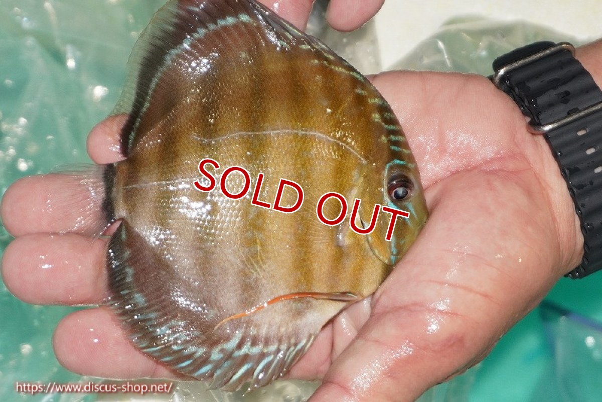 画像2: 【除夜の鐘38000円】【ワイルドディスカス】【通販】【３年ぶりの入荷】ラーゴクリペア スーパーレッド【個体販売】12-13cm（生体）クリペア産 (2)